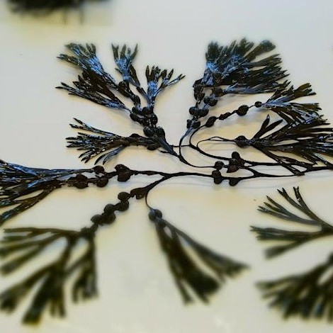 Seaweed Craft Workshop