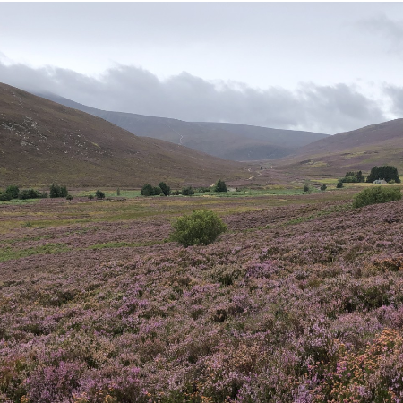 Cairngorms 2030’ Residency 2025